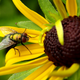 Illustration for article titled 294 Creepy Crawly Bug Wallpapers